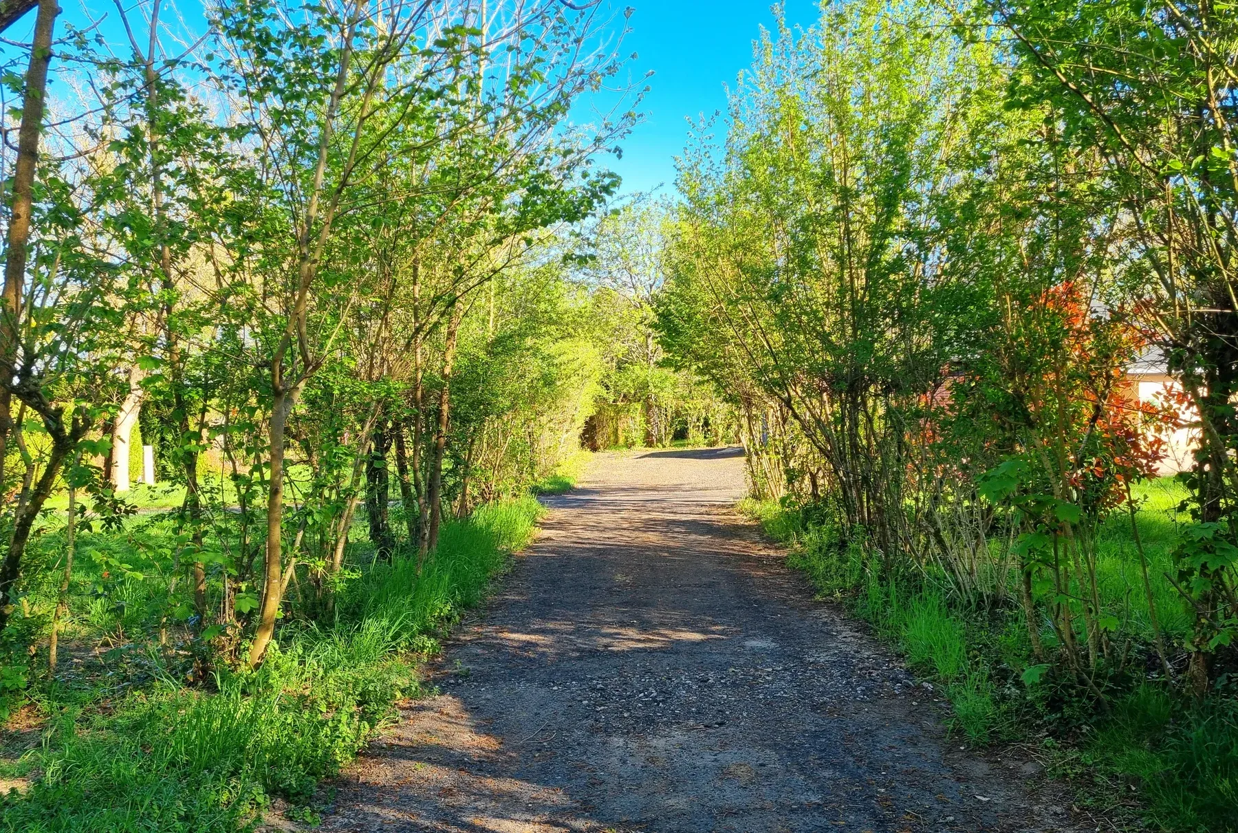 Parc de Coullons Grand Parc — Une allée du parc, entre les haies