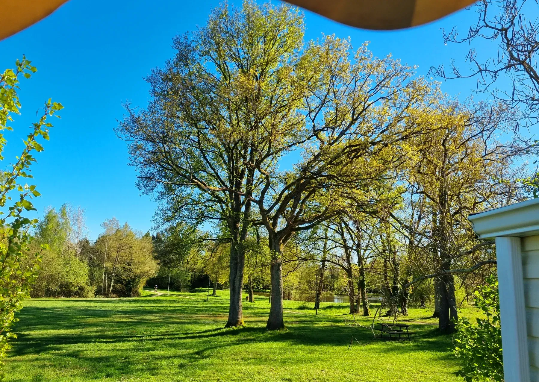 Parc de Coullons Grand Parc — Les grands chênes du parc, l’étang au fond