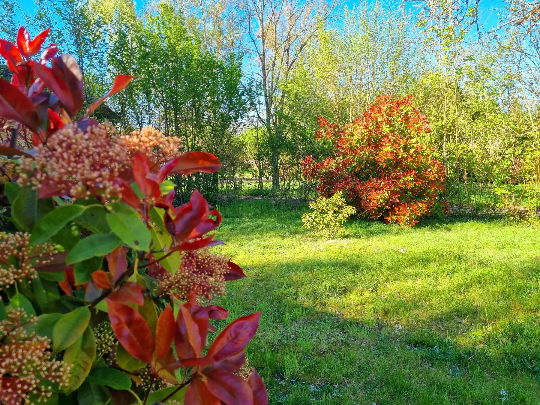 Parc de Coullons Grand Parc — Les massifs de photinias, en avril